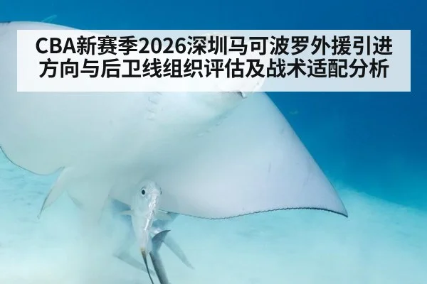 CBA新赛季2026深圳马可波罗外援引进方向与后卫线组织评估及战术适配分析